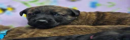 Golden Shepherd dogs for sale: Golden shepherd's  - Advert 4