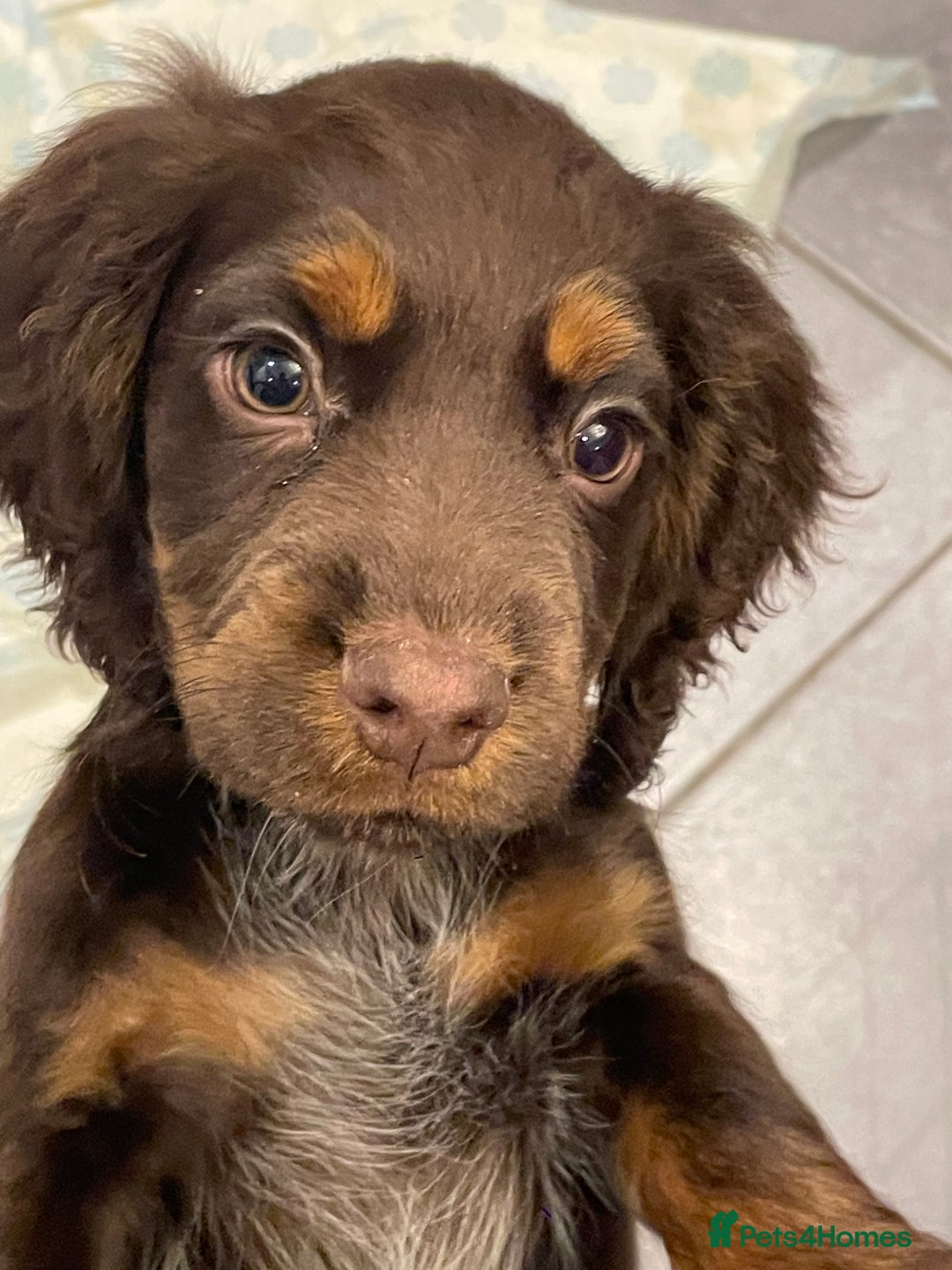 Cocker Spaniel dogs for sale: Working cocker spaniels puppies kc reg - Image 26