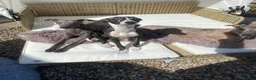 Whippet dogs for sale: Pure breed whippet in Filey - Advert 1
