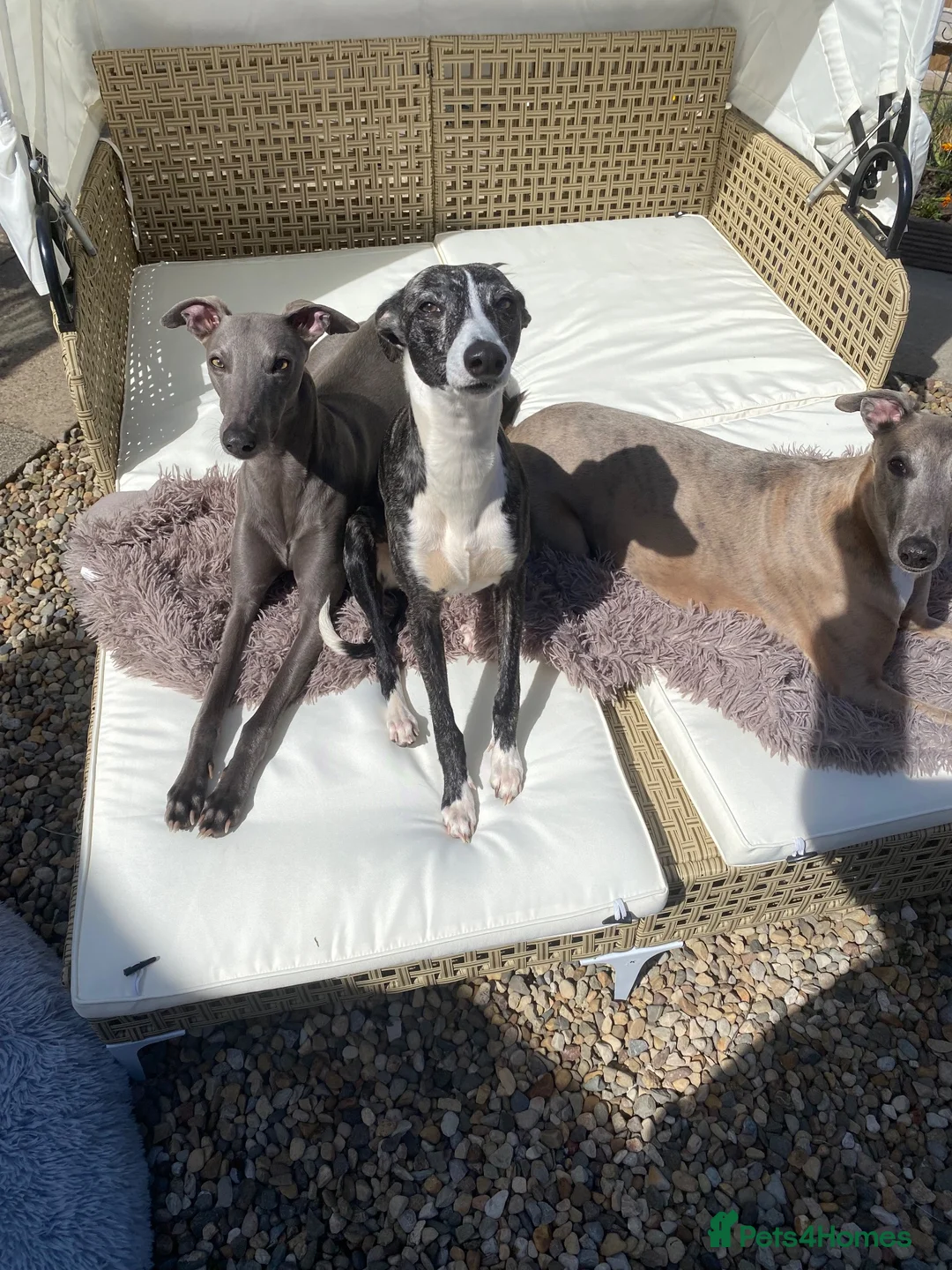 Whippet dogs for sale: Pure breed whippet in Filey - Advert 1