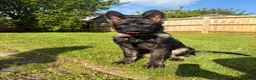 German Shepherd dogs for sale: German shepherd in Cardiff - Advert 3