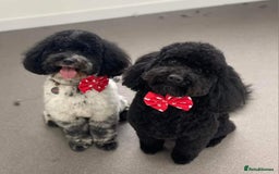 Poochon dogs for sale: 4 year old Poochons looking for new home - Image 2