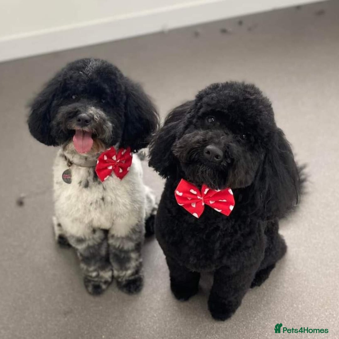 Poochon dogs for sale: 4 year old Poochons looking for new home - Image 2
