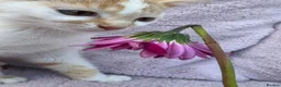 Domestic Shorthair cats for sale: 5 beautiful coloured kittens - Advert 10