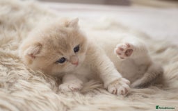 British Shorthair cats for sale: Chubby Golden Blue BSH girls - Image 23