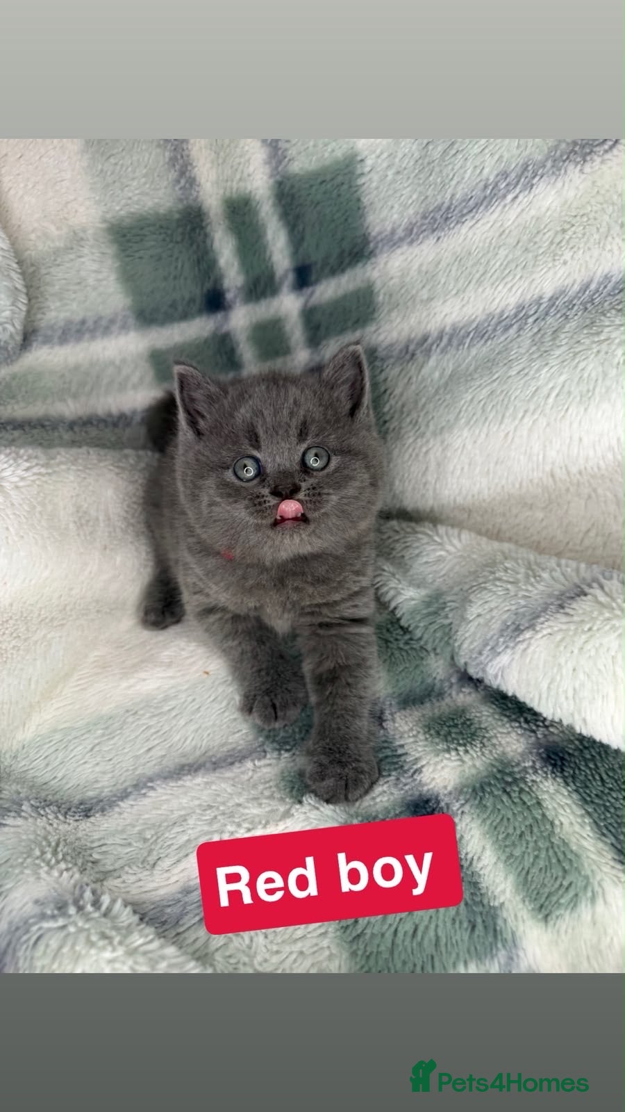 British Shorthair cats Beautiful British shorthairs READ DESCRIPTION - Advert 16