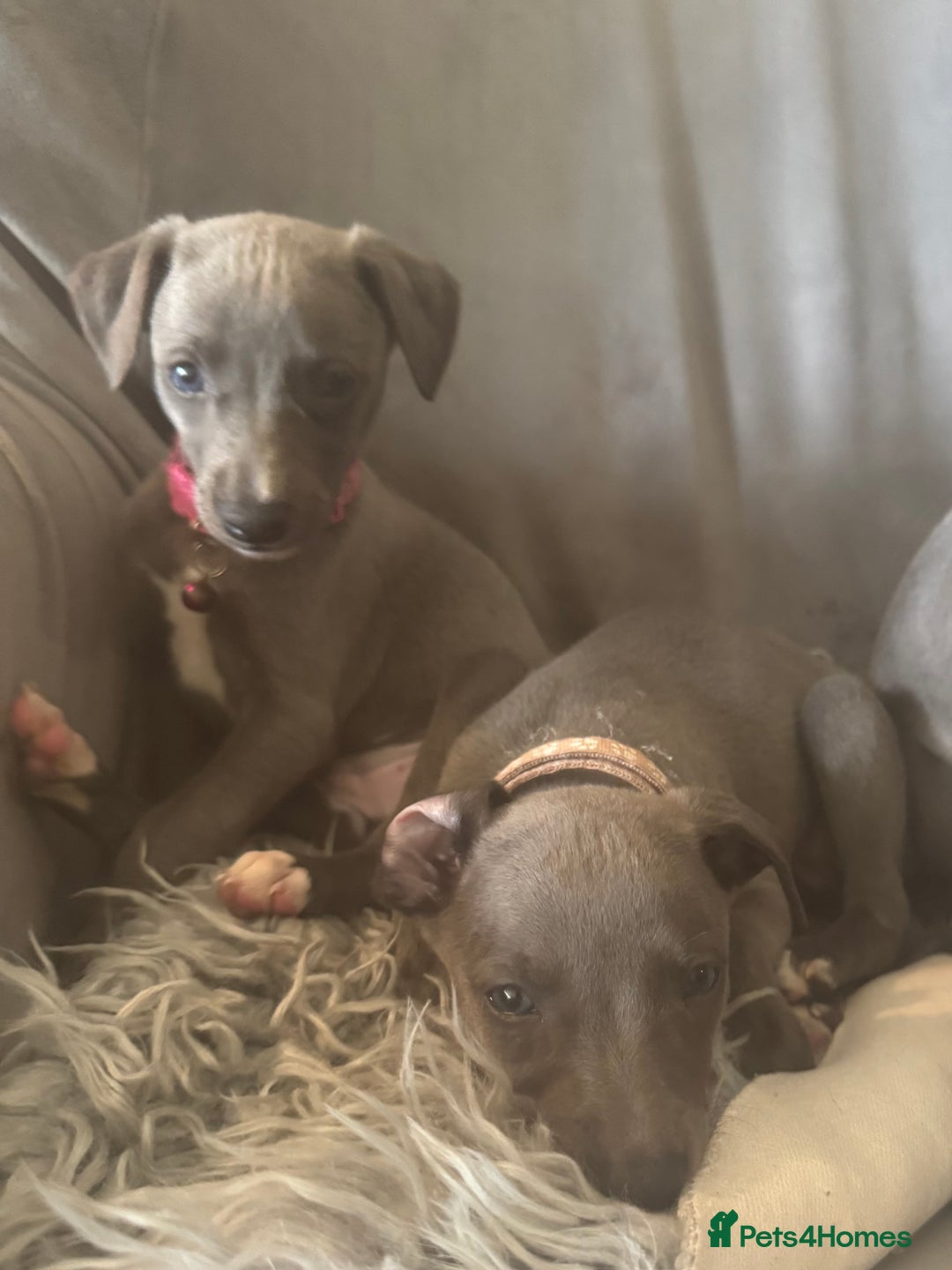 Whippet dogs for sale: Beautiful KC Reg Blue Whippet puppies - Image 4