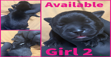 Staffordshire Bull Terrier dogs - Advert 3