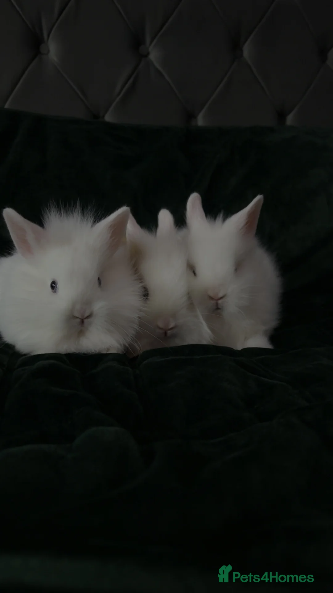 Lionhead rabbits for sale: Beautiful lion-head bunnies 🐰  - Advert 10