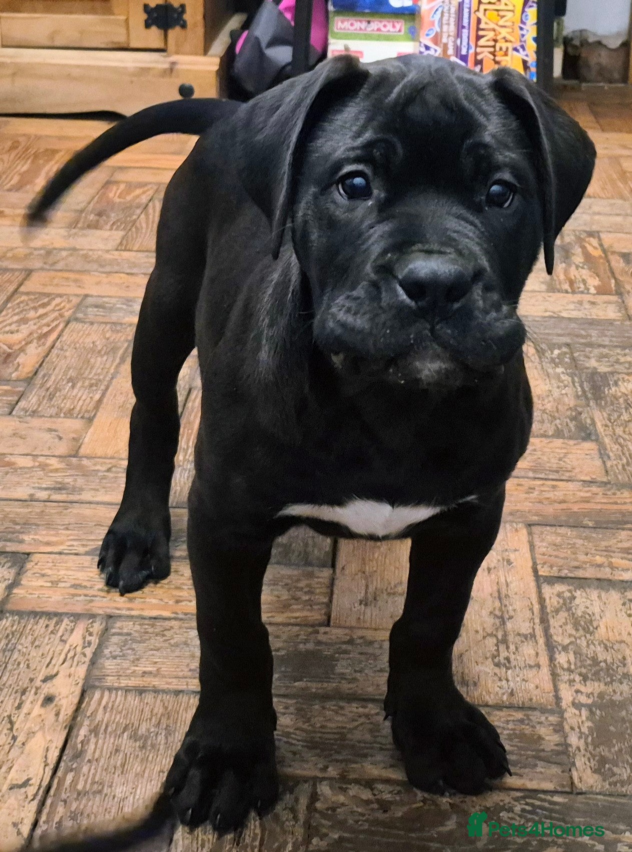 Mixed Breed dogs ** LAST GIRL **  - Advert 10