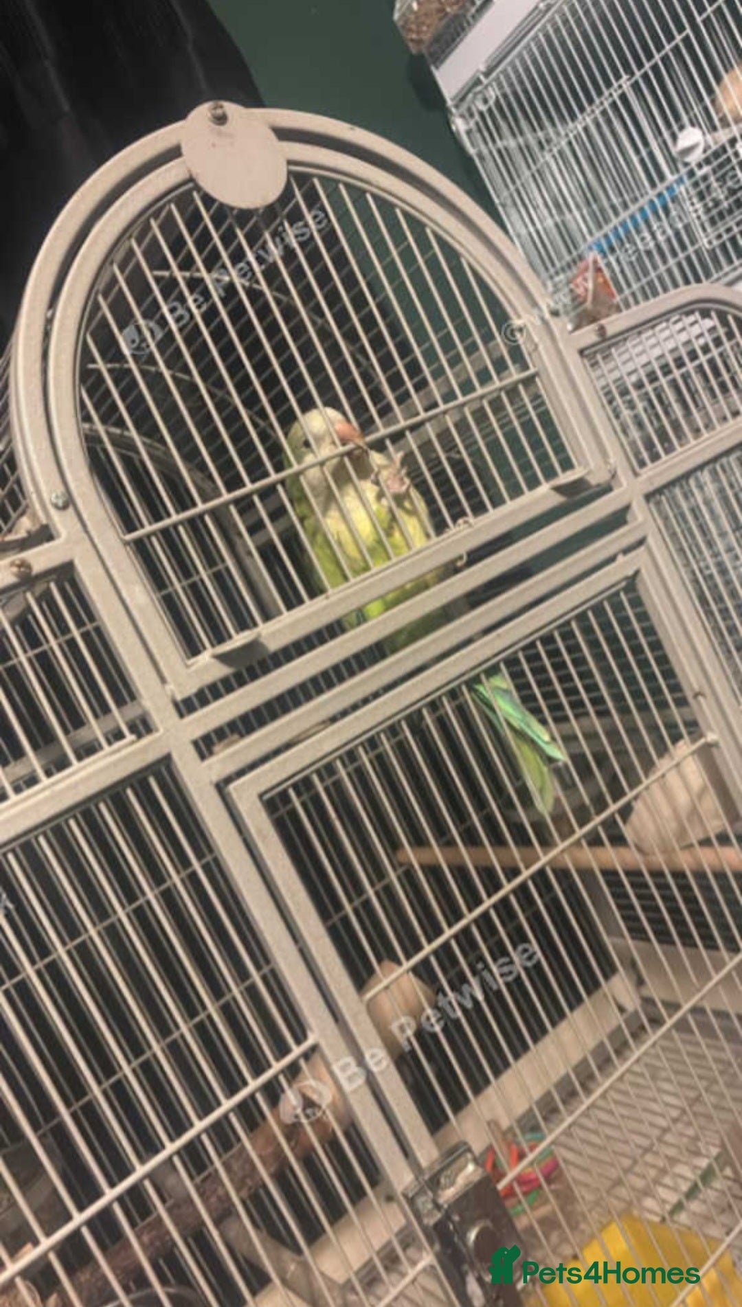Parakeets birds for sale: Male Quaker Parrot  - Advert 2