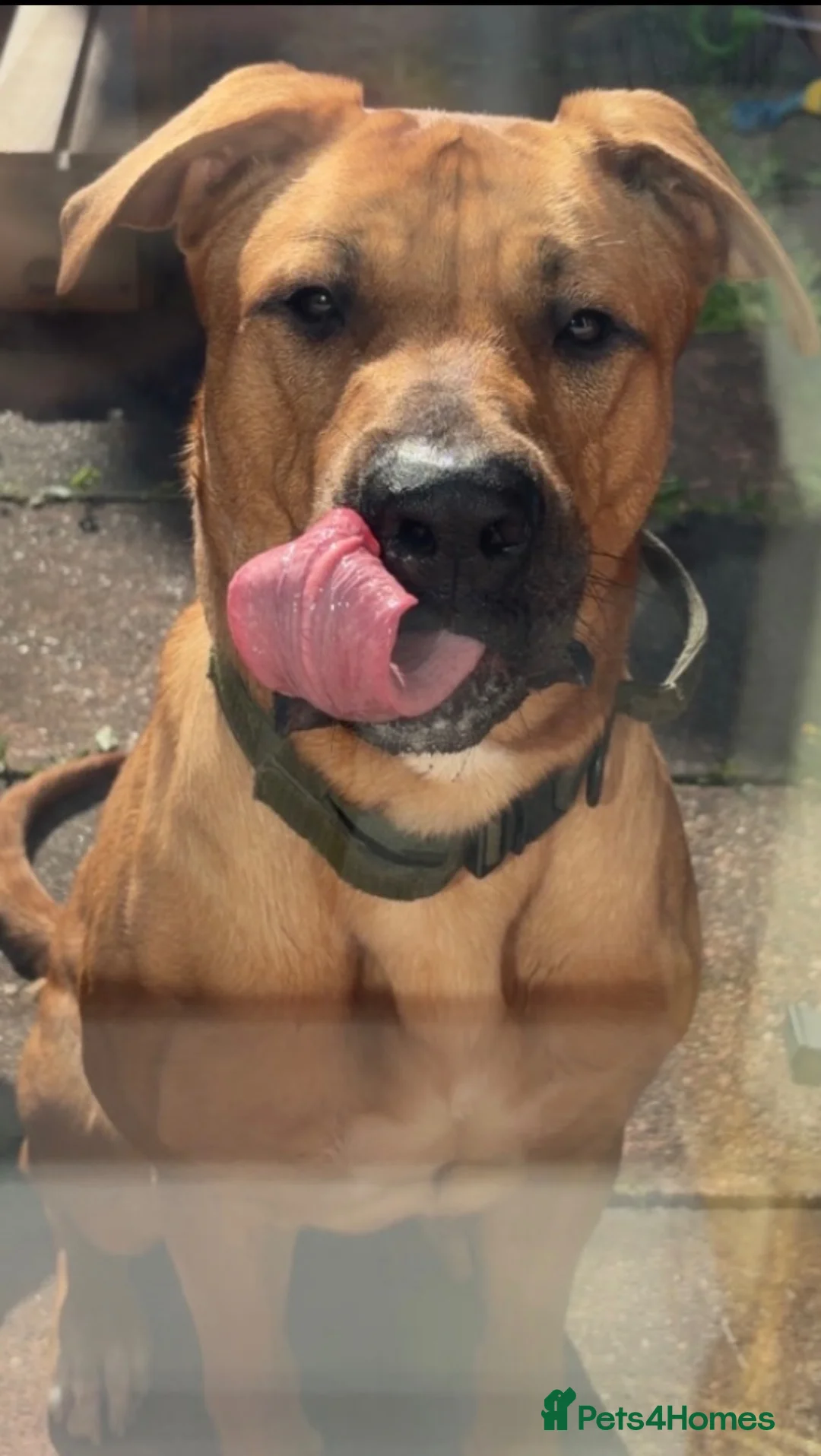 Mixed Breed dogs for sale: Dog for rehoming  - Advert 2