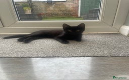 Brazilian Shorthair cats for sale: Little black rescue kitten - Image 14