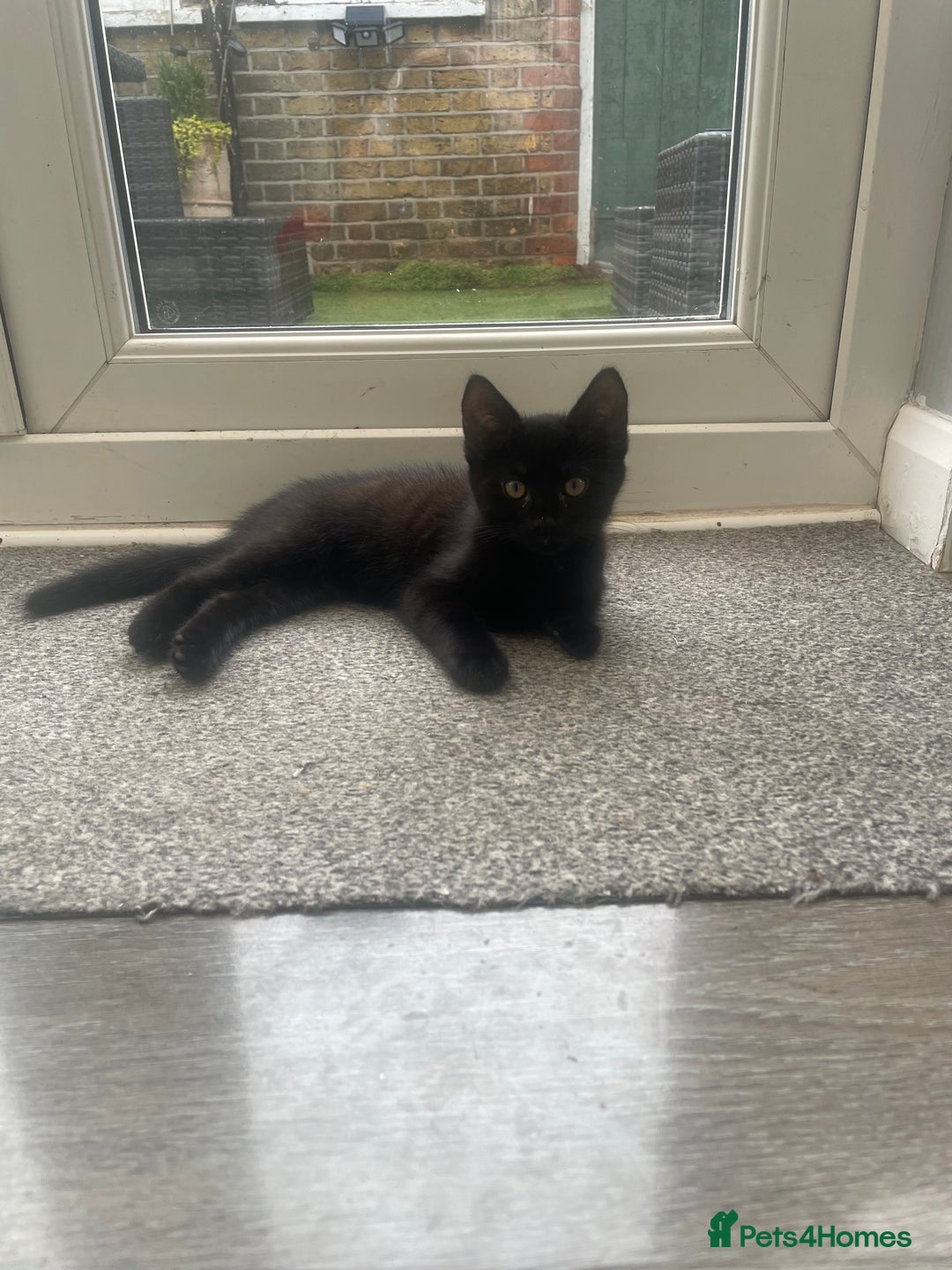 Brazilian Shorthair cats for sale: Little black rescue kitten - Image 14