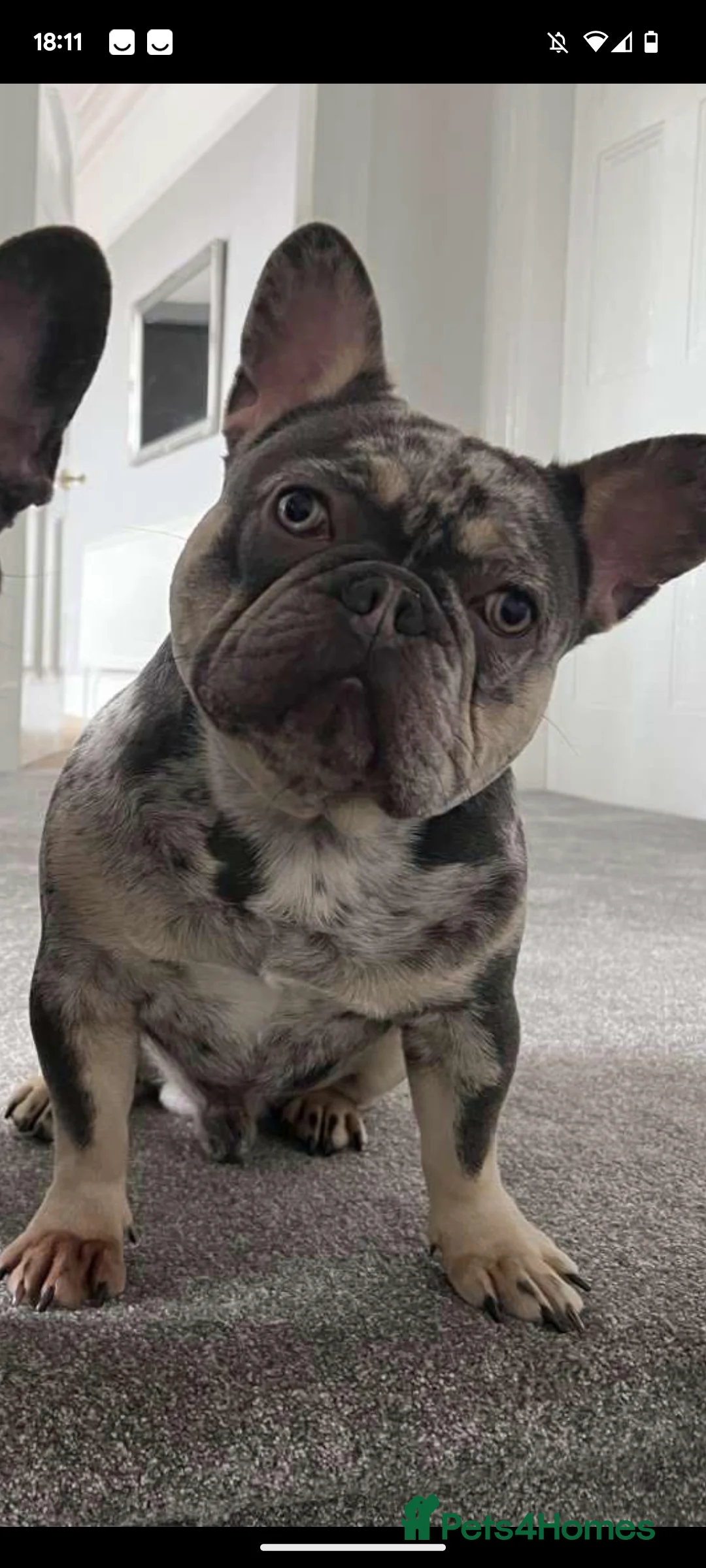 French Bulldog dogs for stud: Lilac tan merle in Sheffield - Advert 32