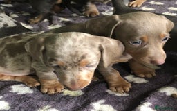 Miniature Dachshund dogs for sale: Miniature dachshund puppies  - Image 3