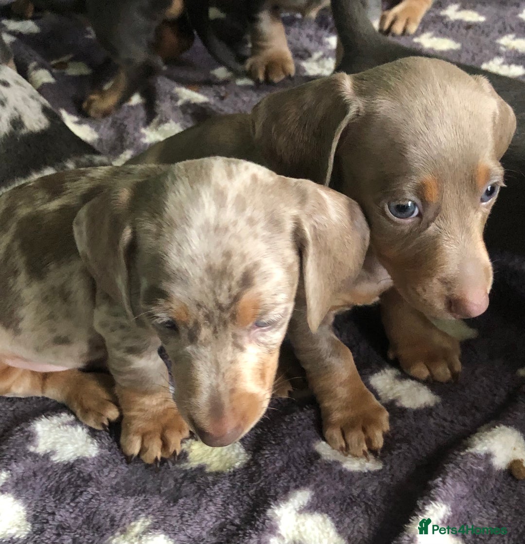 Miniature Dachshund dogs for sale: Miniature dachshund puppies  - Image 3