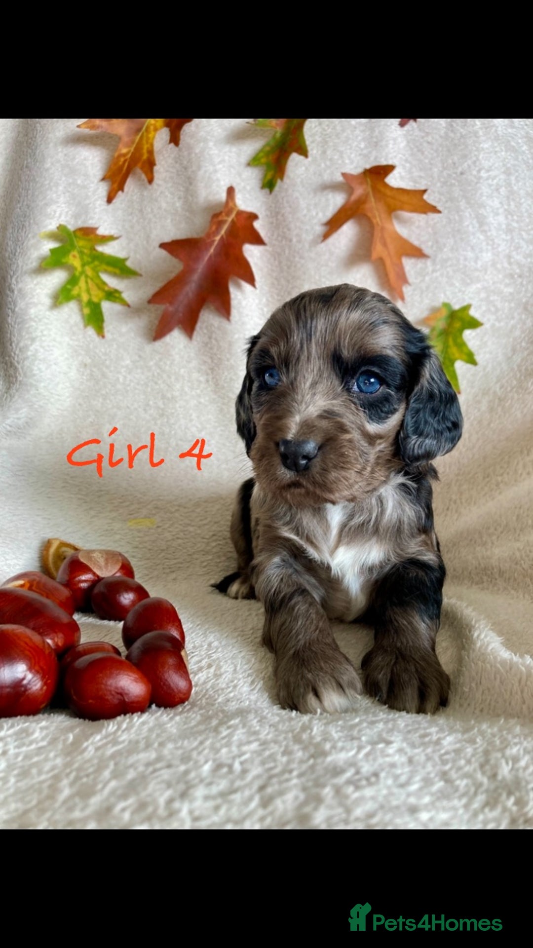 Cockapoo dogs for sale: Meet your new best friend!! - Image 5