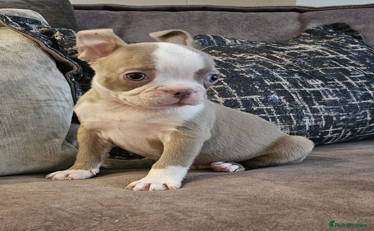 Boston Terrier dogs - Advert 1