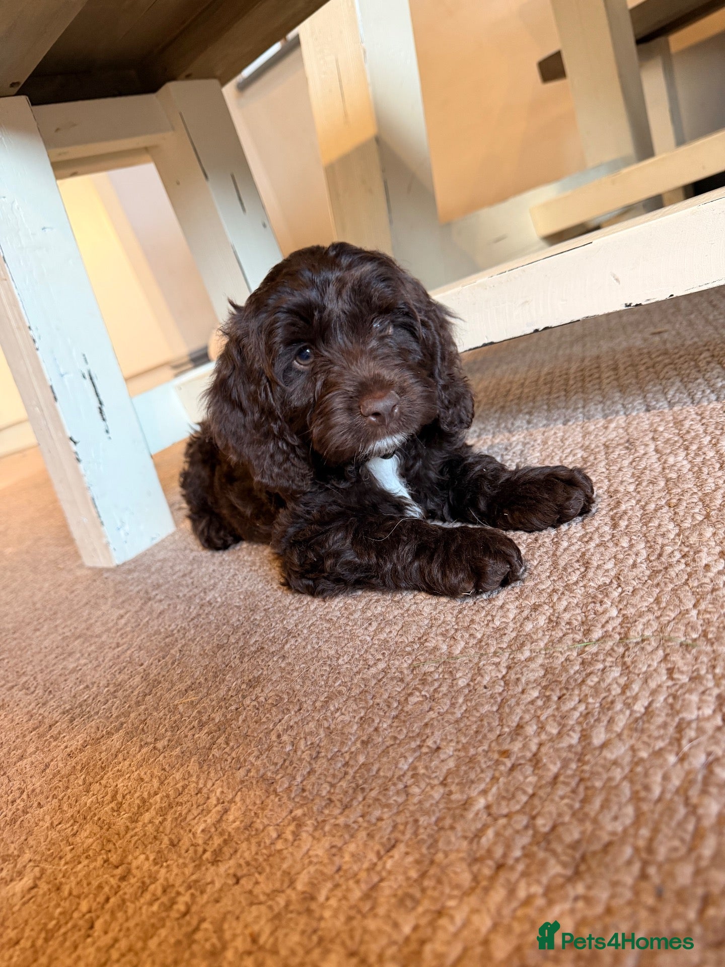 Mixed Breed dogs  Sproodle Puppies 1 girl & 1 boy left  - Advert 2