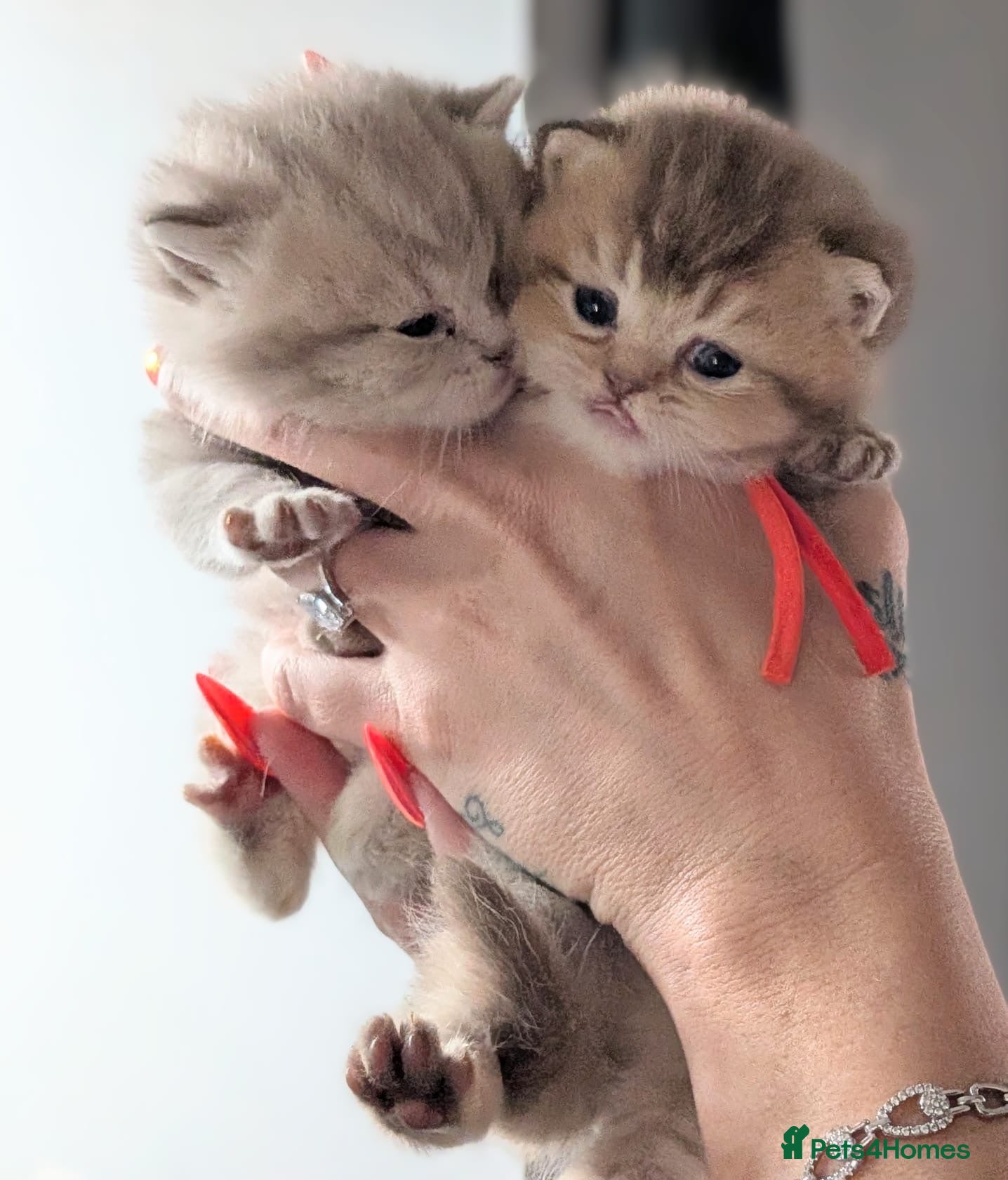 British Shorthair cats British shorthair  - Advert 2