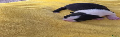 Boston Terrier 7