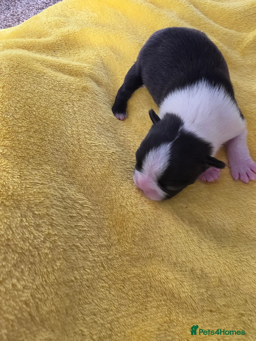 Boston Terrier dogs for sale: Lovely litter of boston terriers  - Advert 2
