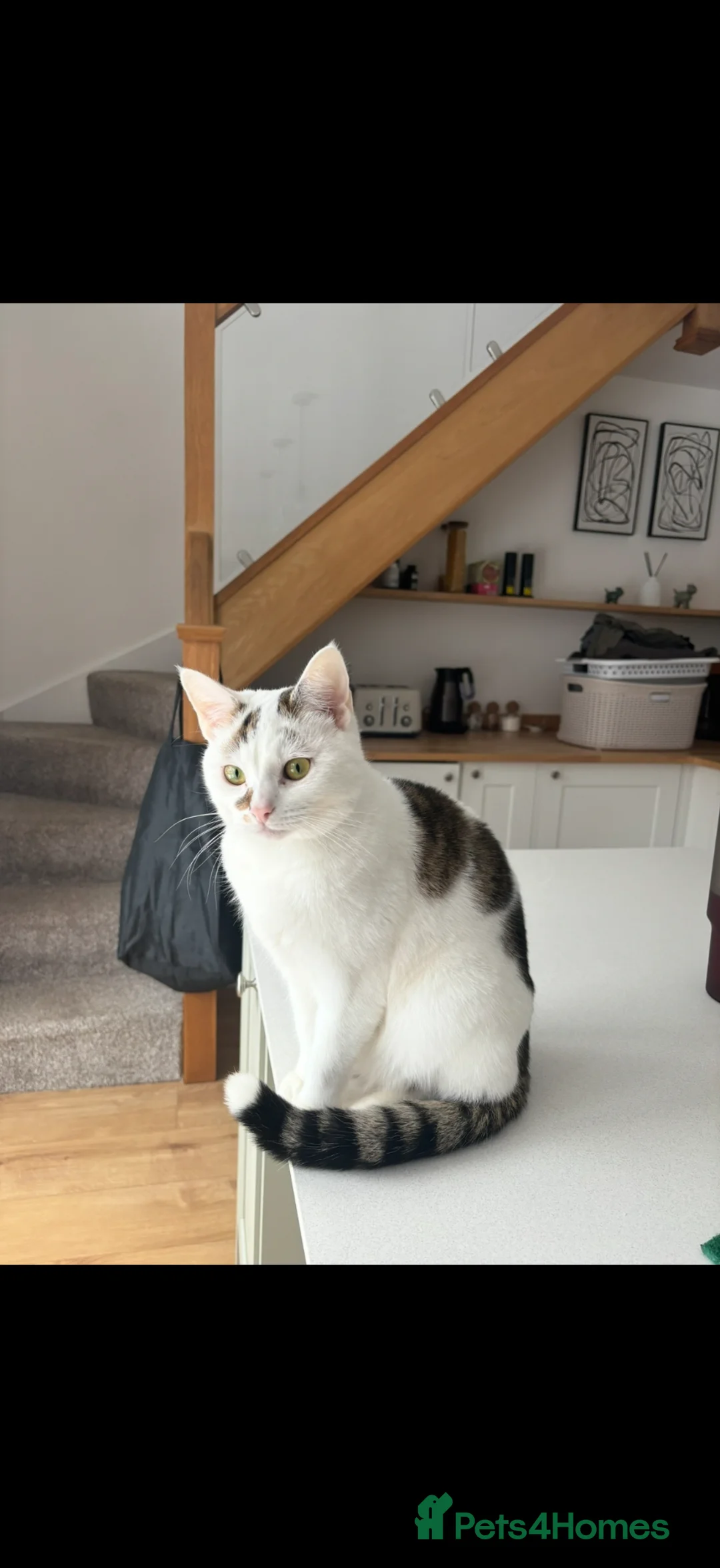 Domestic Shorthair cats for sale: 🐾 Meet Enzo – Your Future Best Friend 🐾 - Advert 1