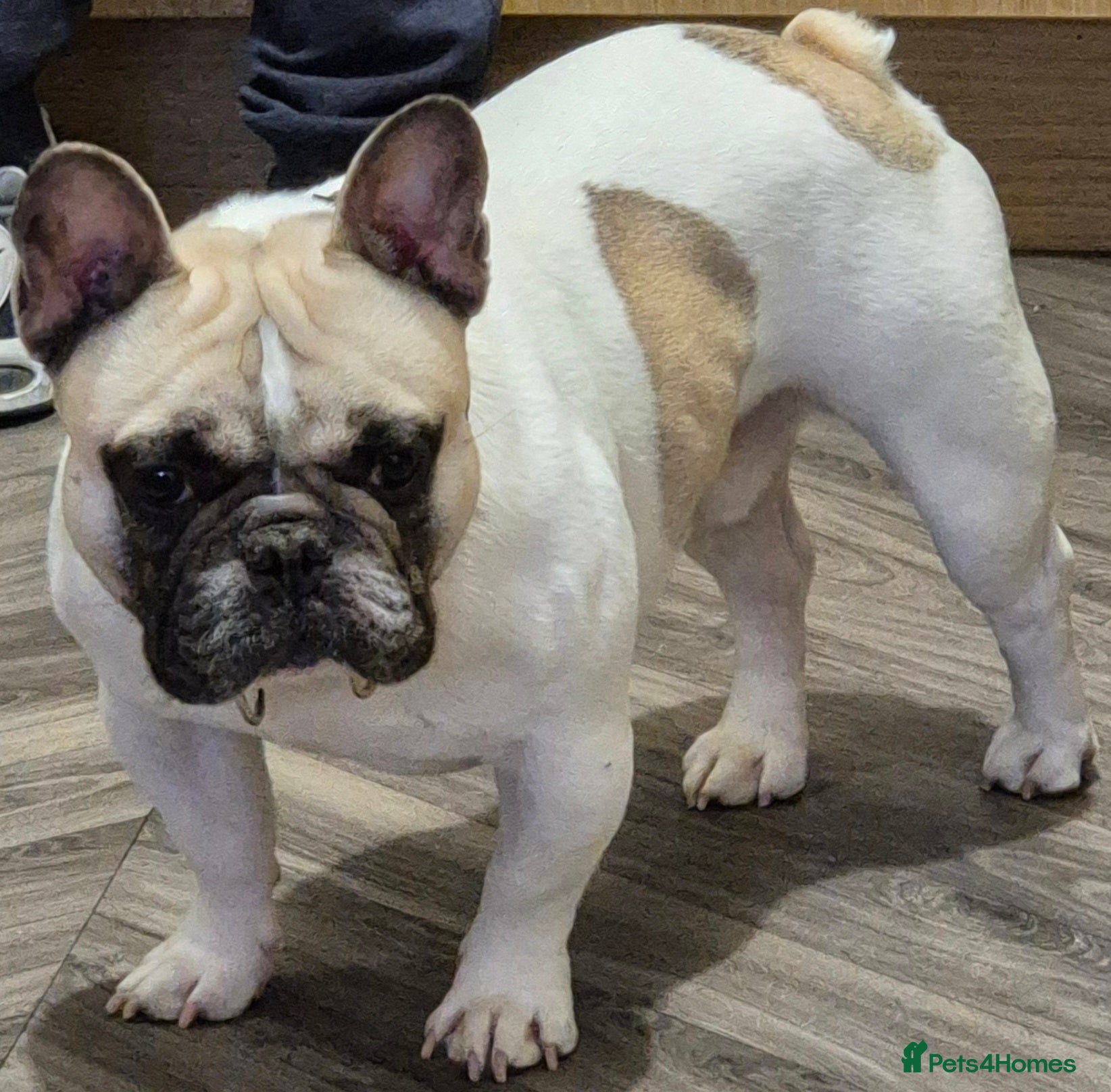 French Bulldog dogs for sale: Fawn pied Male French bulldog - Advert 1