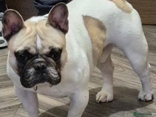 French Bulldog dogs Fawn pied Male French bulldog - Advert 2