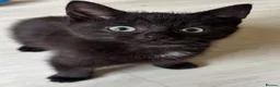 Domestic Shorthair cats for sale: 4 Beautiful Black Kittens  - Advert 2
