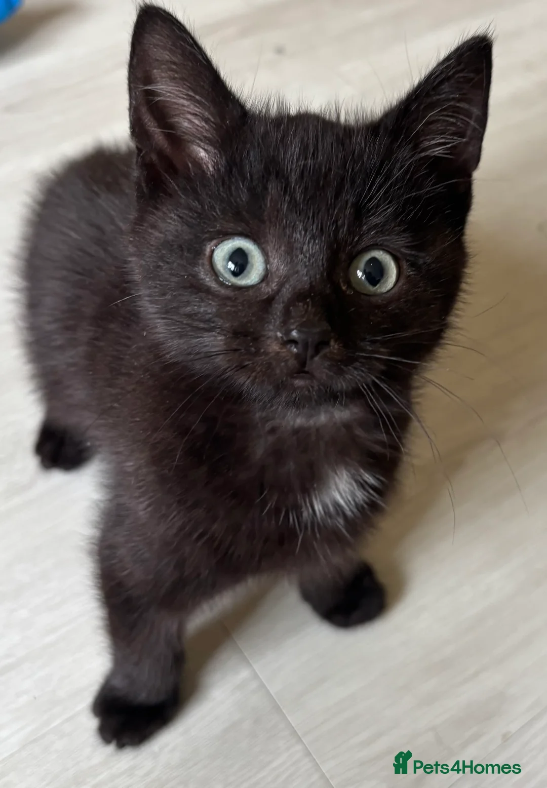 Domestic Shorthair cats for sale: 4 Beautiful Black Kittens  - Advert 2