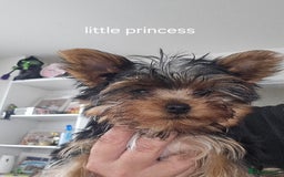 Yorkshire Terrier dogs for sale: Tiny gorgeous baby yorkies  - Image 29