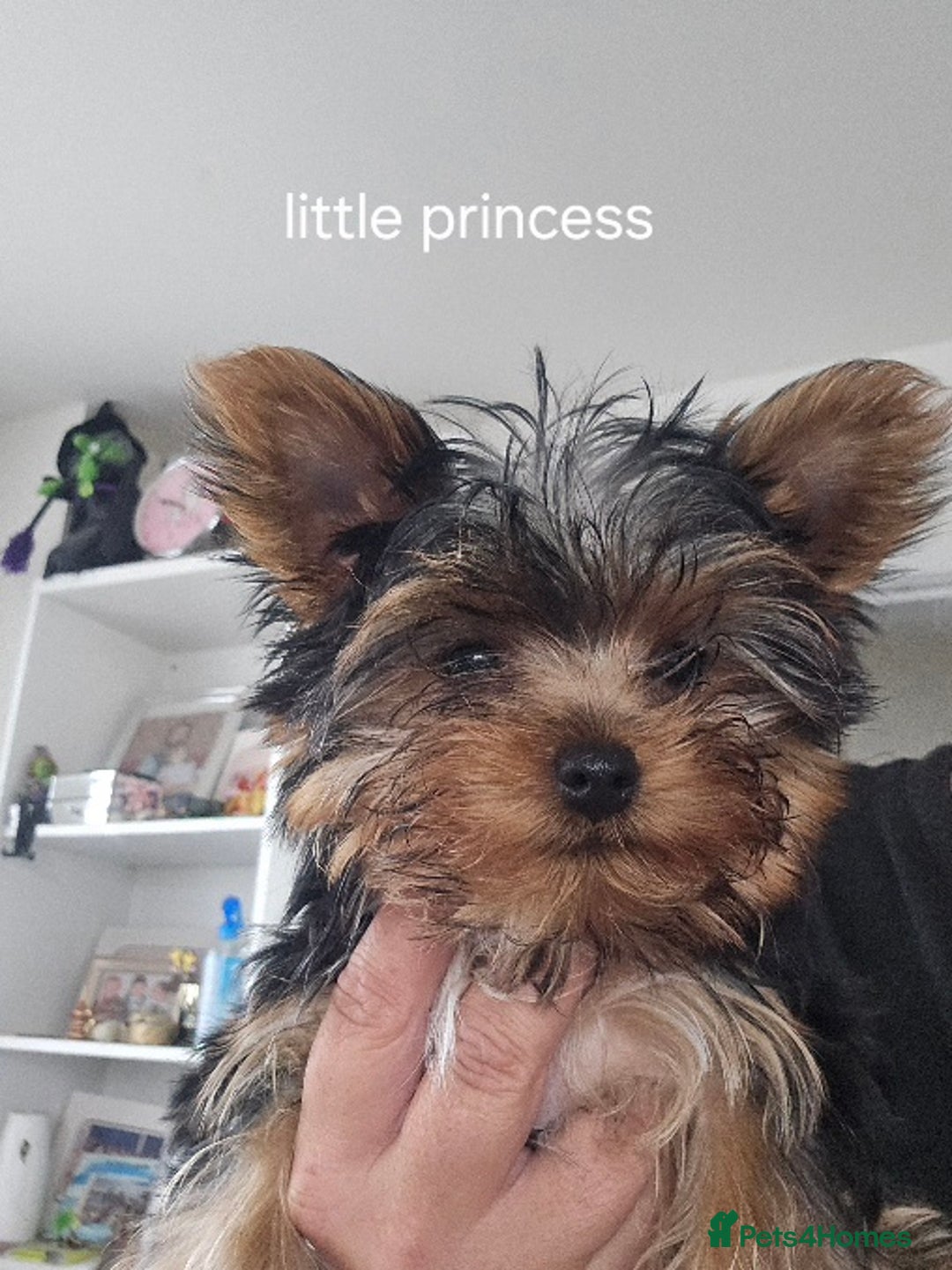 Yorkshire Terrier dogs for sale: Tiny gorgeous baby yorkies  - Image 29