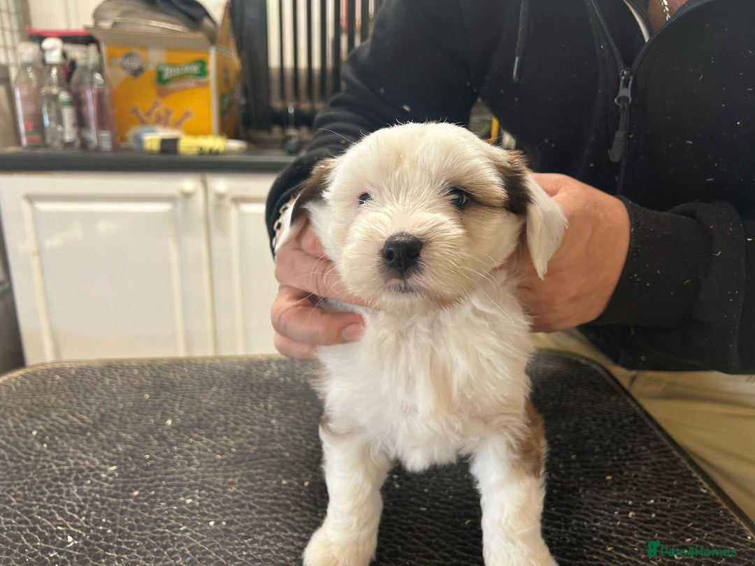 Tibetan Terrier dogs for sale: Araki Tibetan Terriers Puppies for Sale - Advert 4