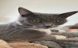 Domestic Shorthair cats for sale: Black and white kittens for sale  - Image 10