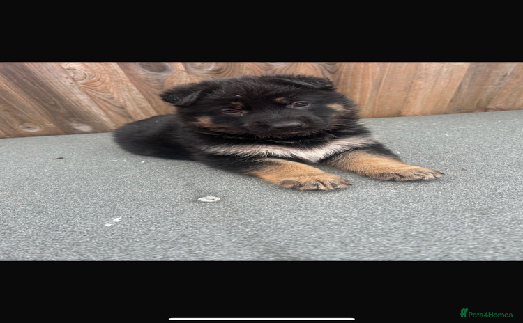 German Shepherd dogs - Advert 1