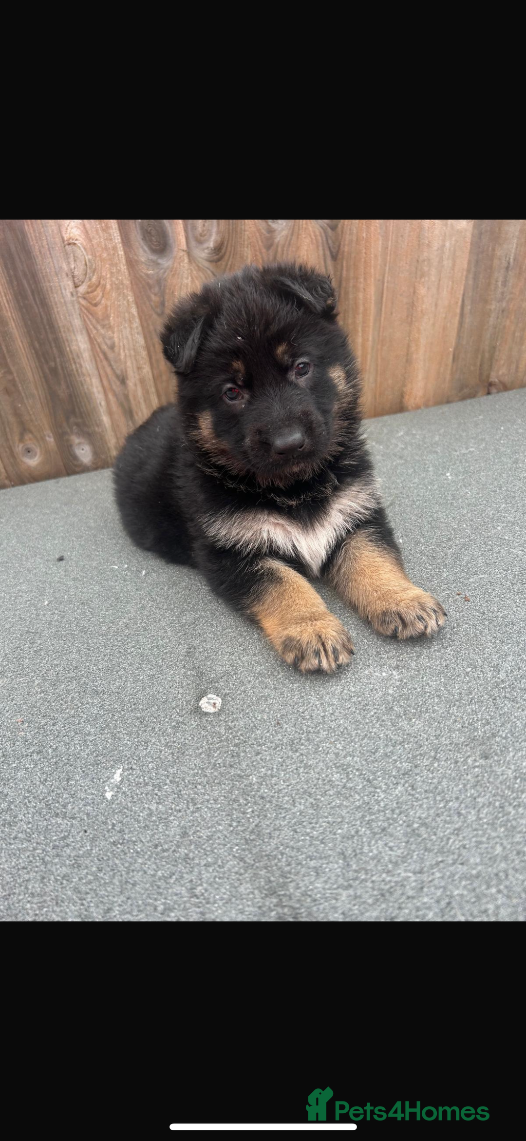 German Shepherd dogs for sale: German shepherd puppies - Image 1