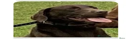 Labrador Retriever dogs for sale: Exceptional KC registered Chocolate Labrador Pups - Advert 3