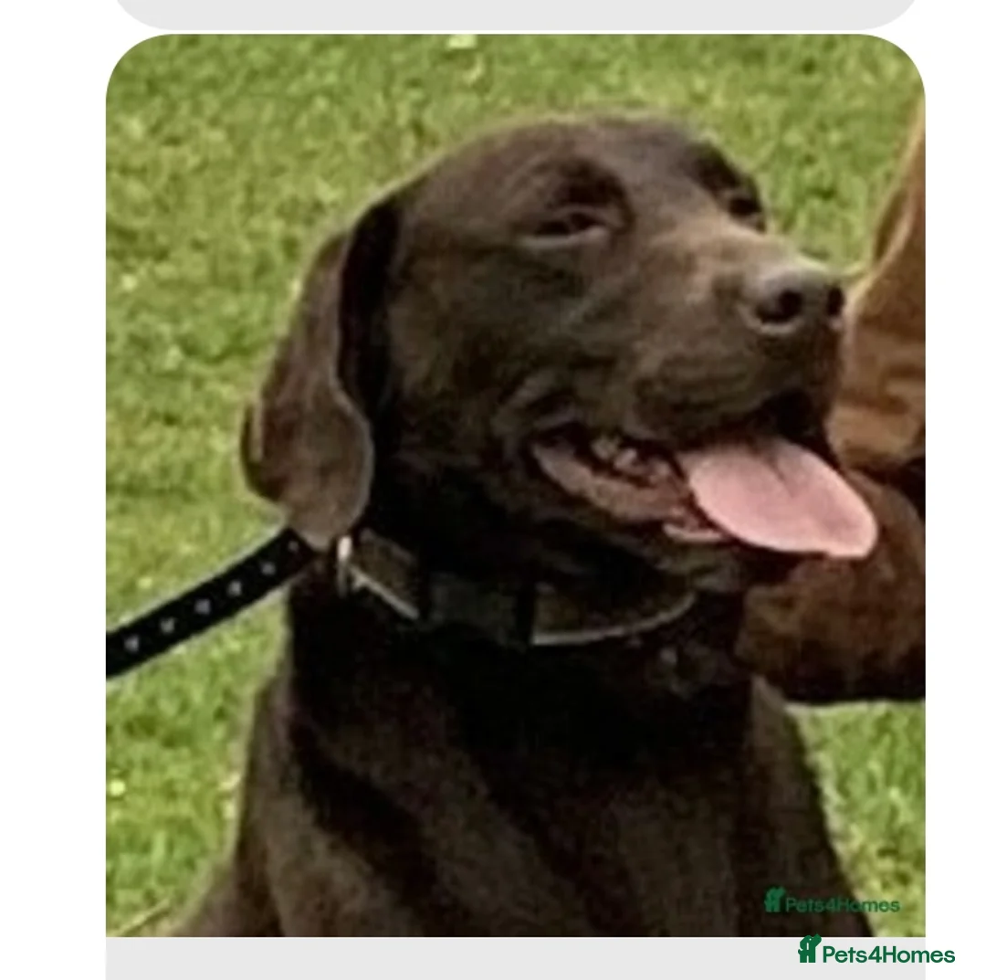 Labrador Retriever dogs for sale: Exceptional KC registered Chocolate Labrador Pups - Advert 3