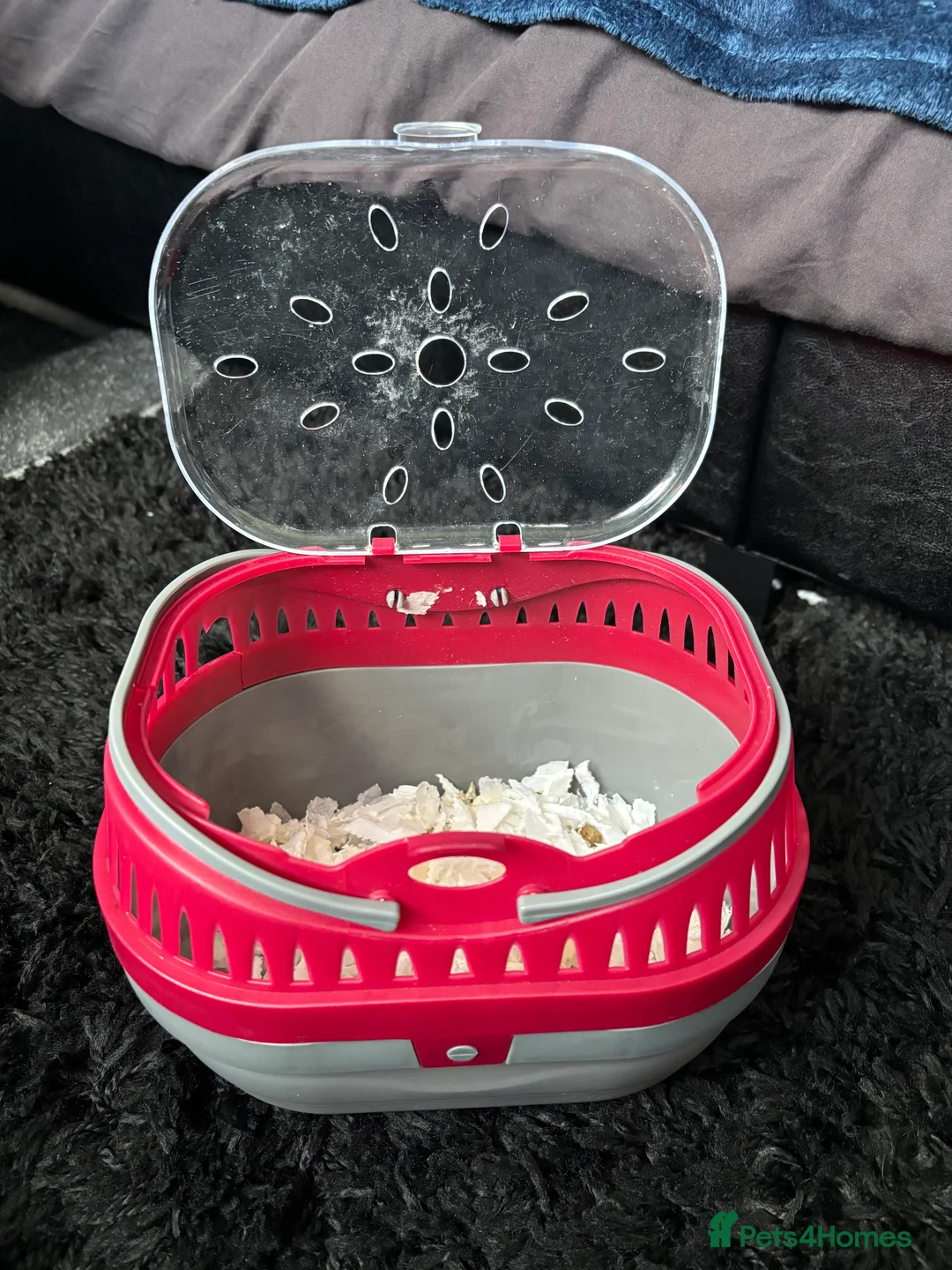 Rat rodents for sale: 2 x male 4 month old rats full set up. - Advert 2