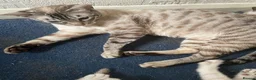 Bengal cats for sale: BEAUTIFUL❤️ OUTSTANDING FELINES KITTENS 🐈‍⬛❤️ - Advert 1