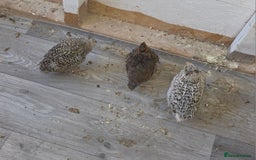 Quail poultry for sale: Quail  - Image 4