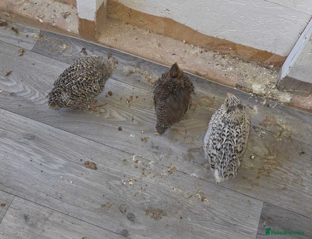 Quail poultry for sale: Quail  - Image 4