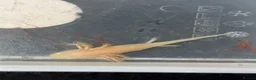 Axolotl reptiles for sale: Axolotl juveniles  - Advert 5