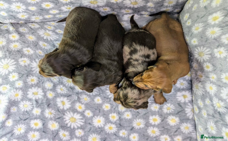Miniature Dachshund dogs - Advert 14