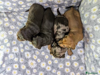 Miniature Dachshund dogs - Advert 28