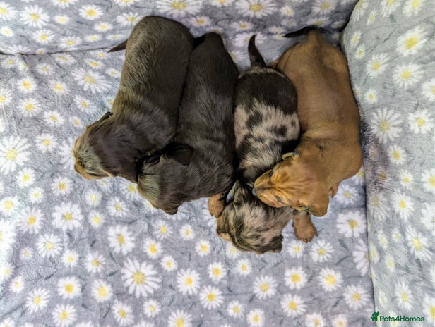 Miniature Dachshund dogs - Advert 8