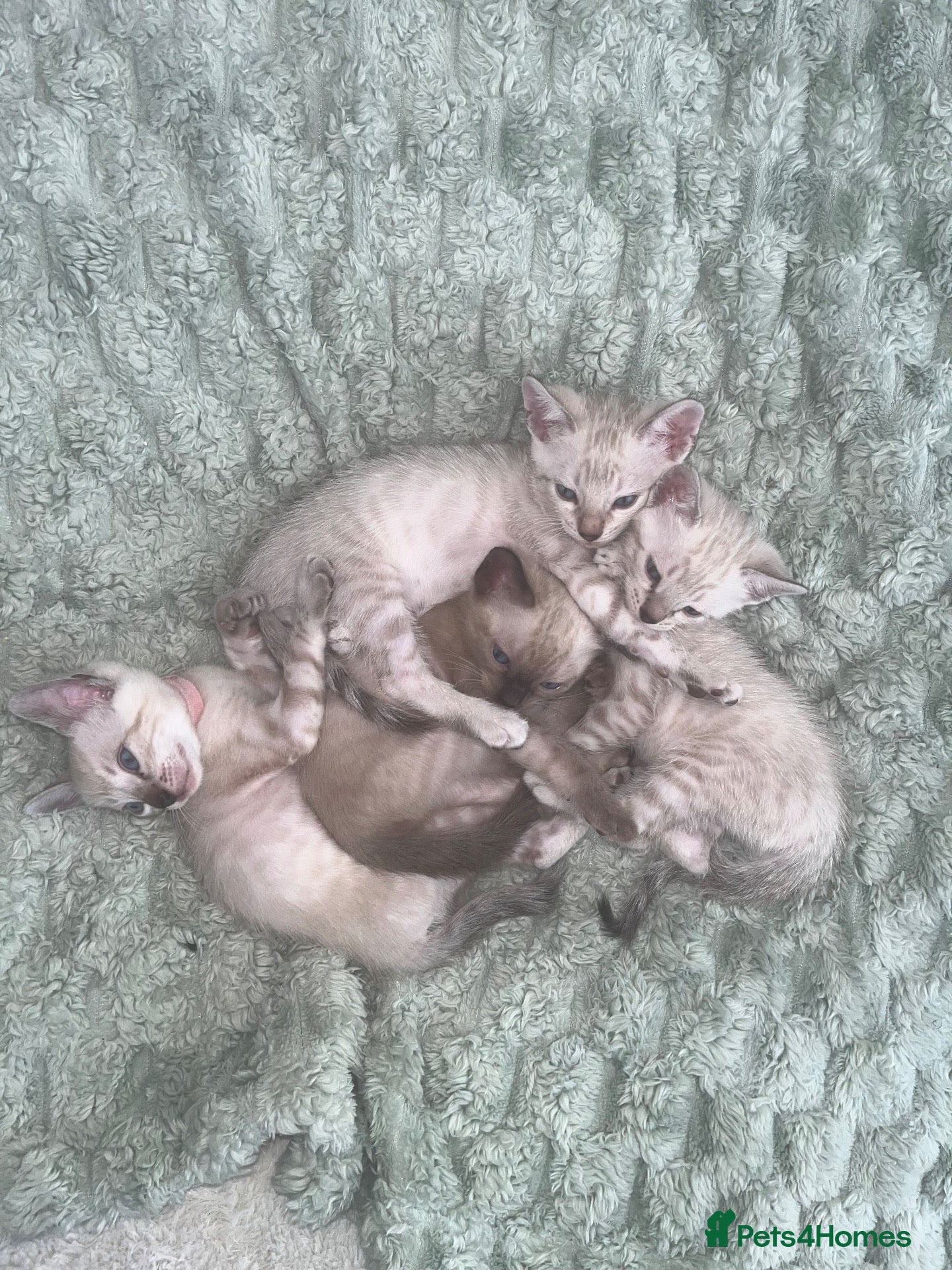 Bengal cats Snow Bengal Kittens For Sale Lynx & Charcoal Mink - Advert 1