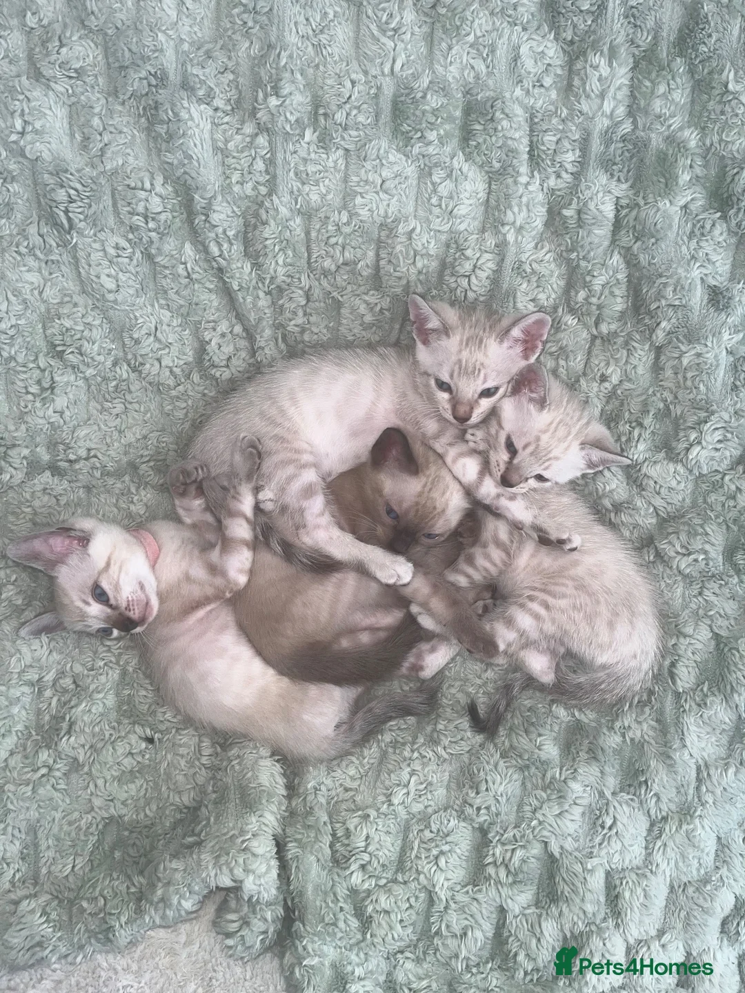 Bengal cats for sale: Snow Bengal Kittens For Sale Lynx & Charcoal Mink - Advert 1